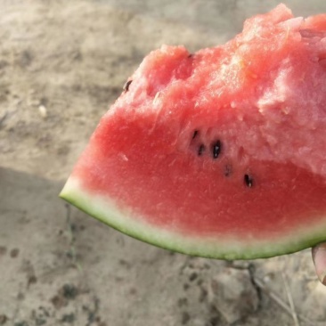 陆地8424西瓜大量上市，西瓜皮薄，果汁多，个头均匀，
