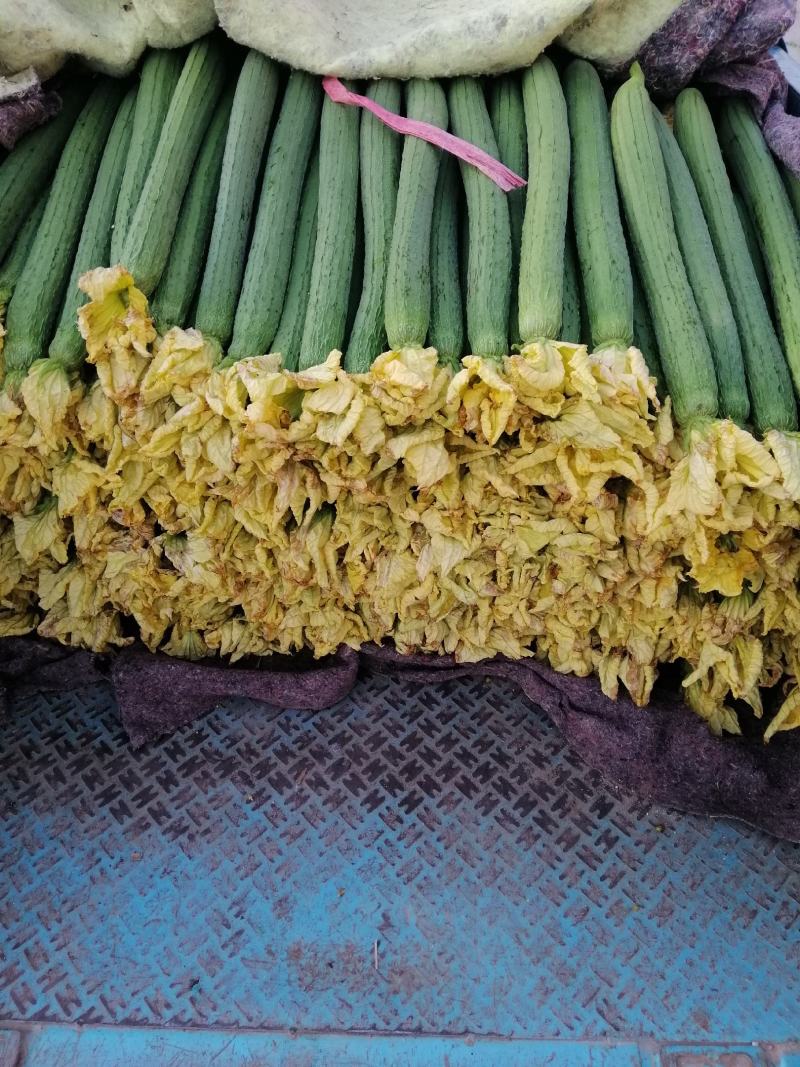 鲜花丝瓜，花鲜，条好，质量好，面积大。