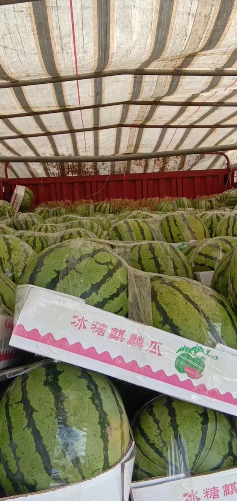 陆地8424西瓜大量上市，西瓜皮薄，果汁多，个头均匀，