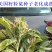 高蛋白营养丰富优质牧草种子高产美国籽粒苋草籽尾穗苋牧