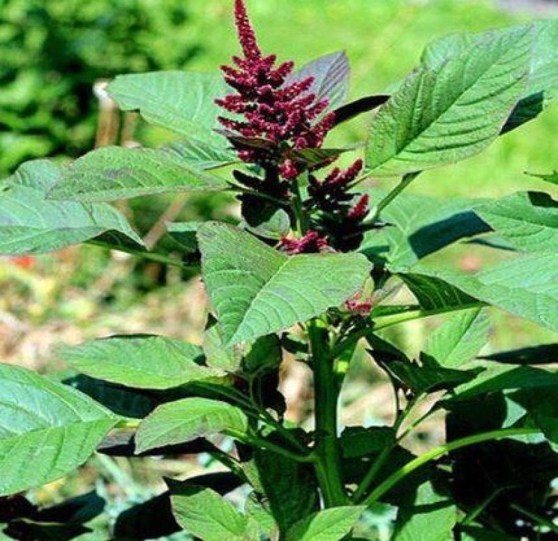 高蛋白营养丰富优质牧草种子高产美国籽粒苋草籽尾穗苋牧