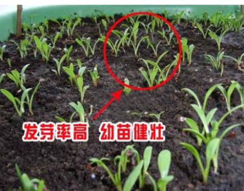 高蛋白营养丰富优质牧草种子高产美国籽粒苋草籽尾穗苋牧