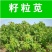 高蛋白营养丰富优质牧草种子高产美国籽粒苋草籽尾穗苋牧