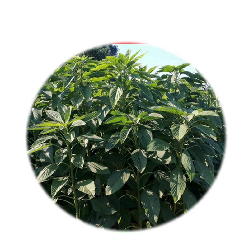 高蛋白营养丰富优质牧草种子高产美国籽粒苋草籽尾穗苋牧