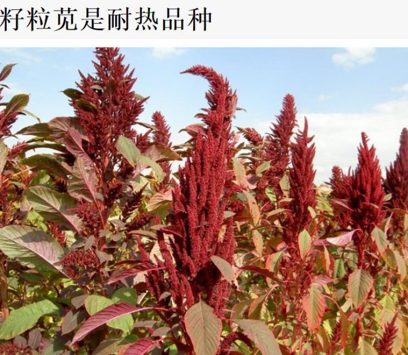 高蛋白营养丰富优质牧草种子高产美国籽粒苋草籽尾穗苋牧