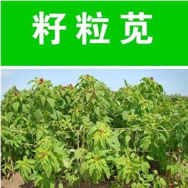 高蛋白营养丰富优质牧草种子高产美国籽粒苋草籽尾穗苋牧