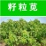 高蛋白营养丰富优质牧草种子高产美国籽粒苋草籽尾穗苋牧
