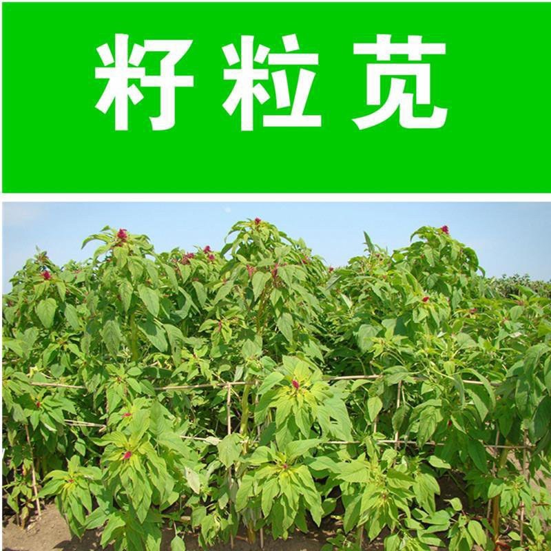 高蛋白营养丰富优质牧草种子高产美国籽粒苋草籽尾穗苋牧