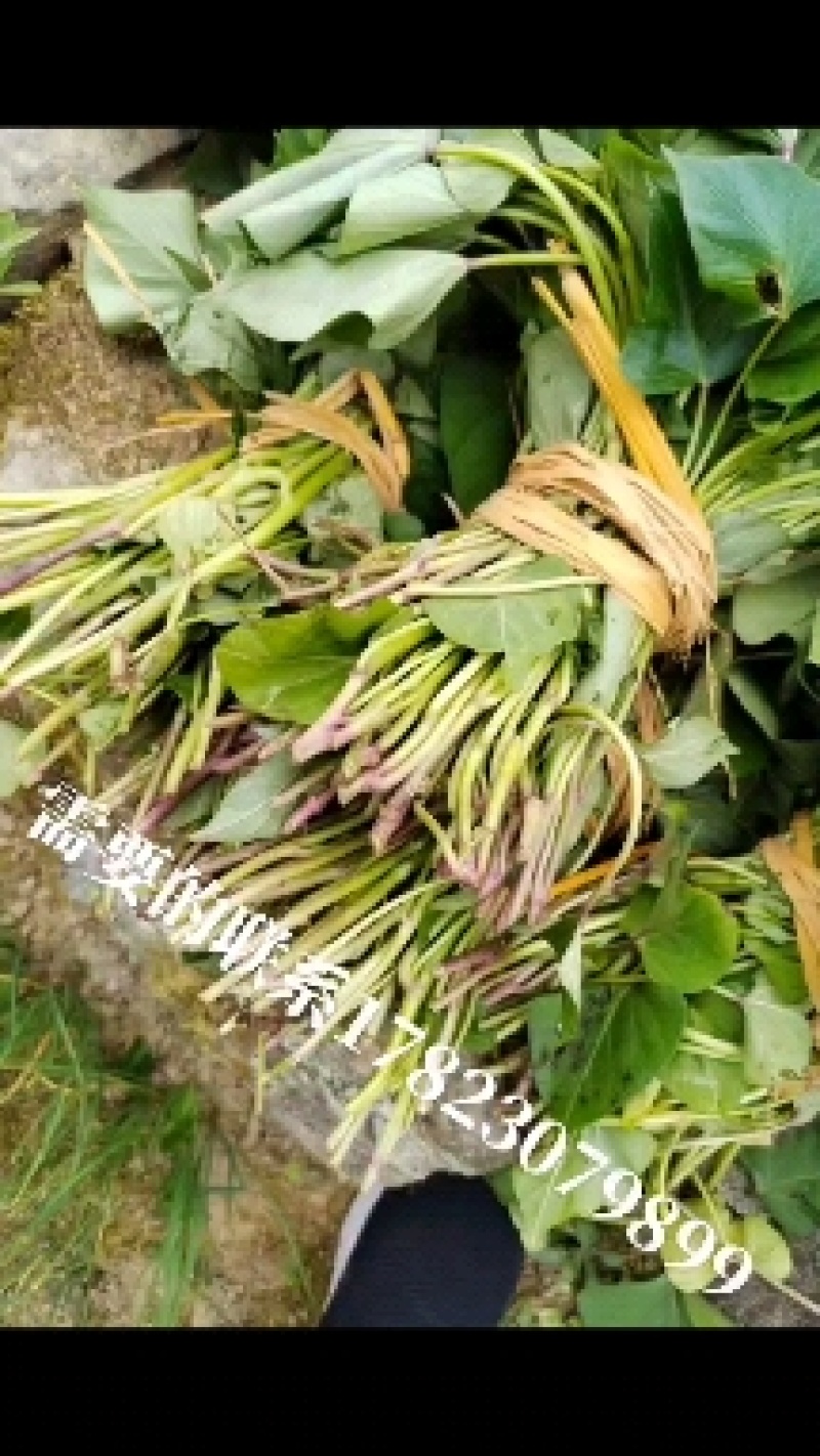 红苕苗秧苗