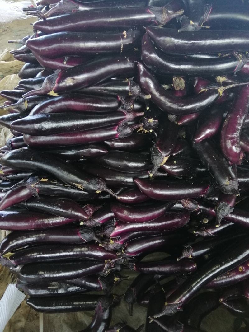 紫把长茄，油亮形，质量好，面积大