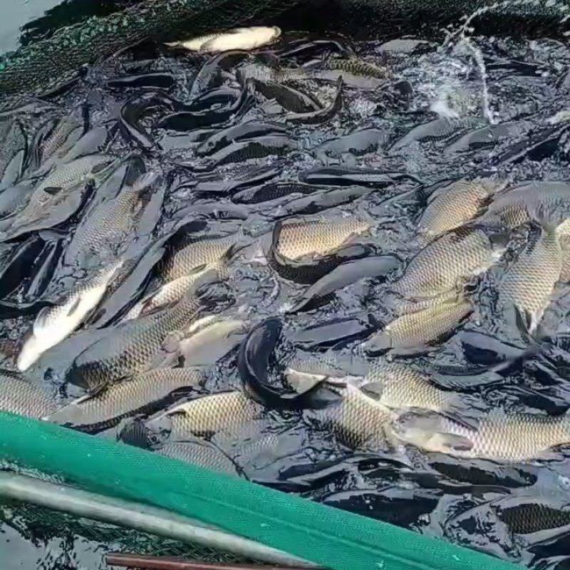 建鲤