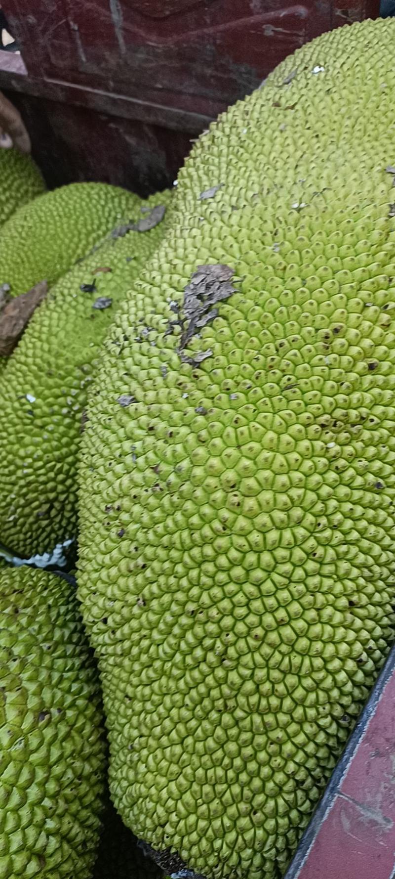 全国发货【精品】海南热带菠萝蜜，产地直发，诚信经营