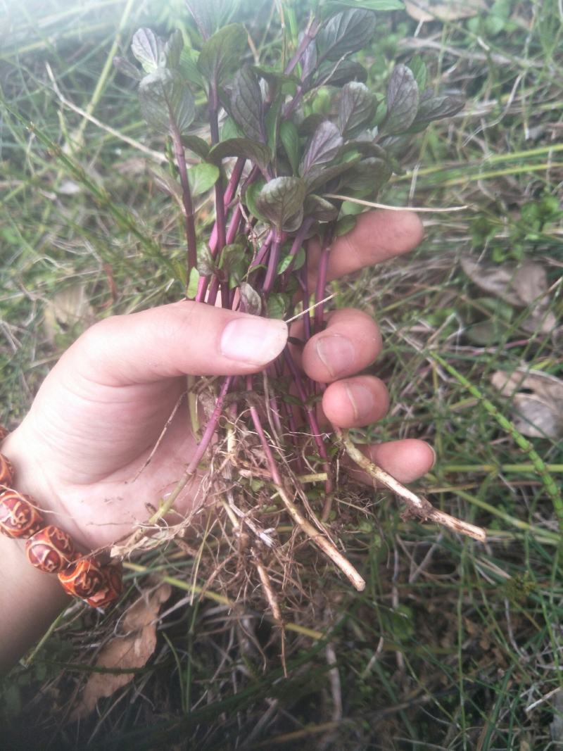 野生薄荷苗，可盆栽，绿化，药材种植，无农药残留，药用价值