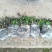 野生薄荷苗，可盆栽，绿化，药材种植，无农药残留，药用价值