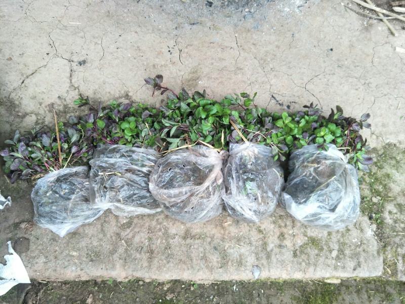野生薄荷苗，可盆栽，绿化，药材种植，无农药残留，药用价值