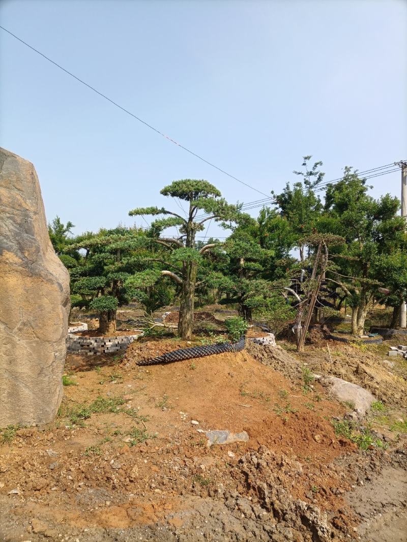 罗汉松