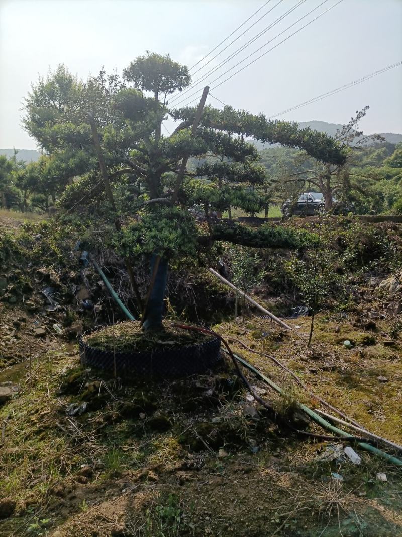 罗汉松