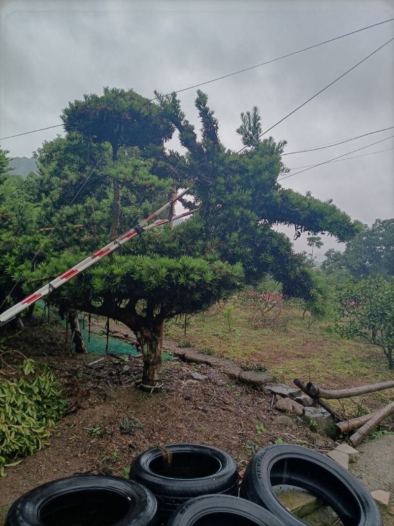 罗汉松