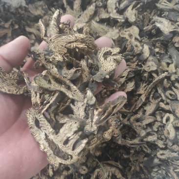 升麻干货升麻中药材量大从优欢迎选购