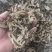 升麻干货升麻中药材量大从优欢迎选购