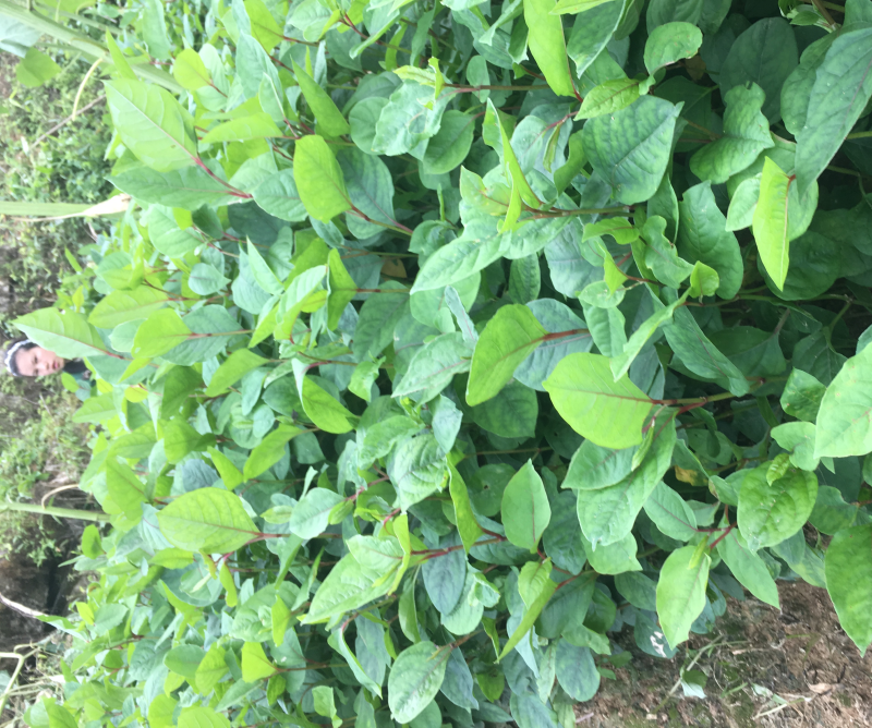 高产优质驯化虎杖苗（学名酸汤杆，花斑竹），成活率保证。