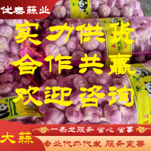 山东大蒜金乡大蒜基地直发支持各种规格包装供应电商