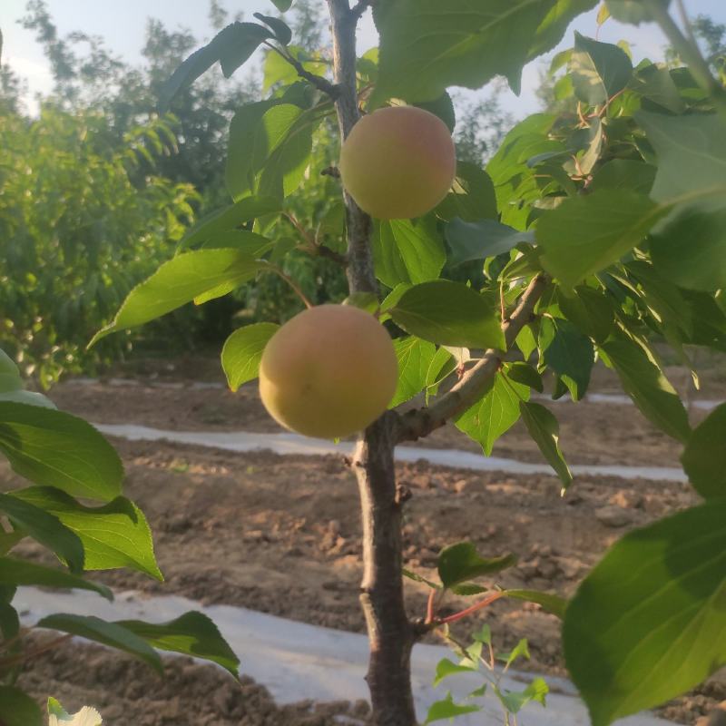 杏，温室大棚凯特杏，露地多种多样杏，包装齐全，货量充足。