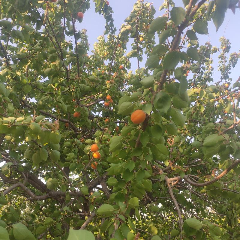 杏，温室大棚凯特杏，露地多种多样杏，包装齐全，货量充足。