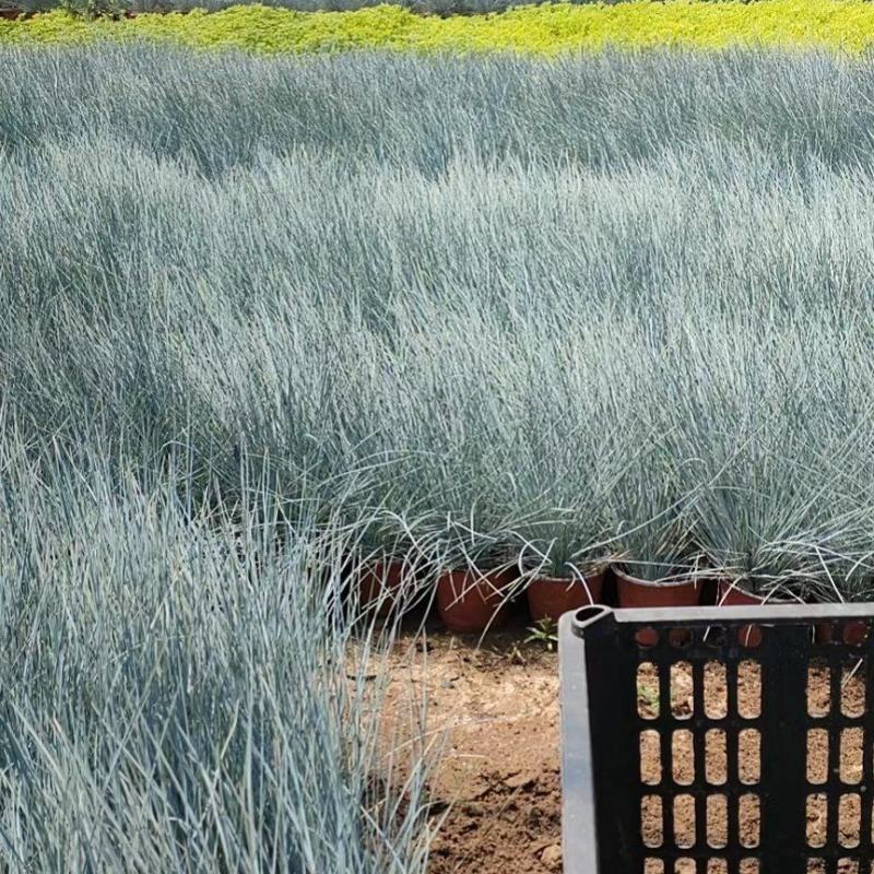 优质蓝羊茅兰羊毛冷季型草坪基地直发