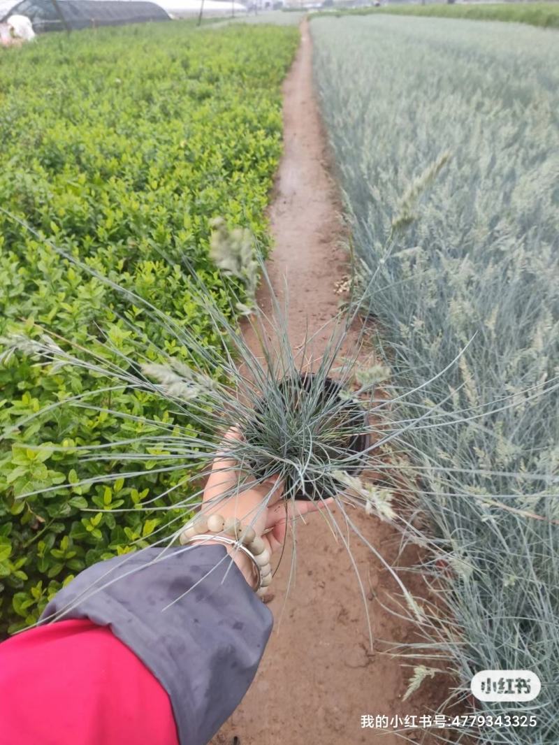 优质蓝羊茅兰羊毛冷季型草坪基地直发