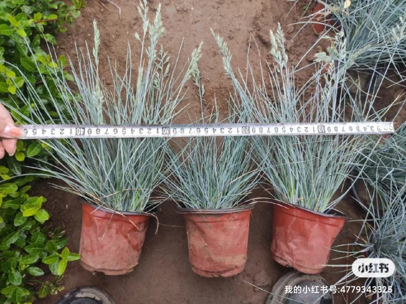 优质蓝羊茅兰羊毛冷季型草坪基地直发