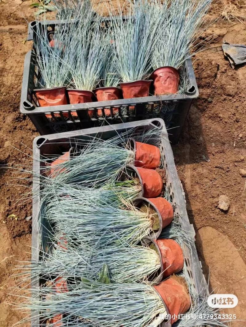 优质蓝羊茅兰羊毛冷季型草坪基地直发