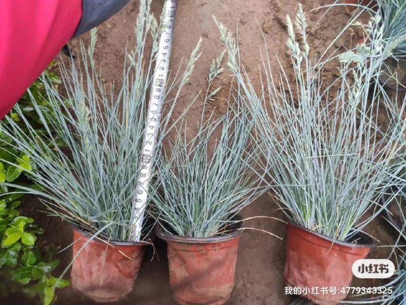 优质蓝羊茅兰羊毛冷季型草坪基地直发