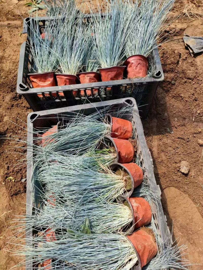 优质蓝羊茅兰羊毛冷季型草坪基地直发