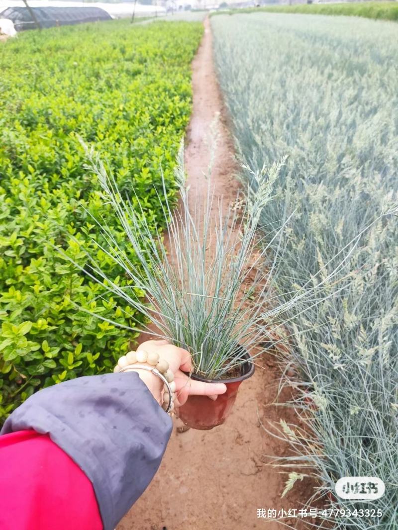 优质蓝羊茅兰羊毛冷季型草坪基地直发