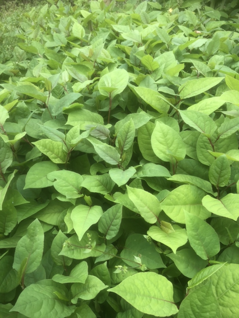 高产优质驯化虎杖苗（学名酸汤杆，花斑竹），成活率保证。