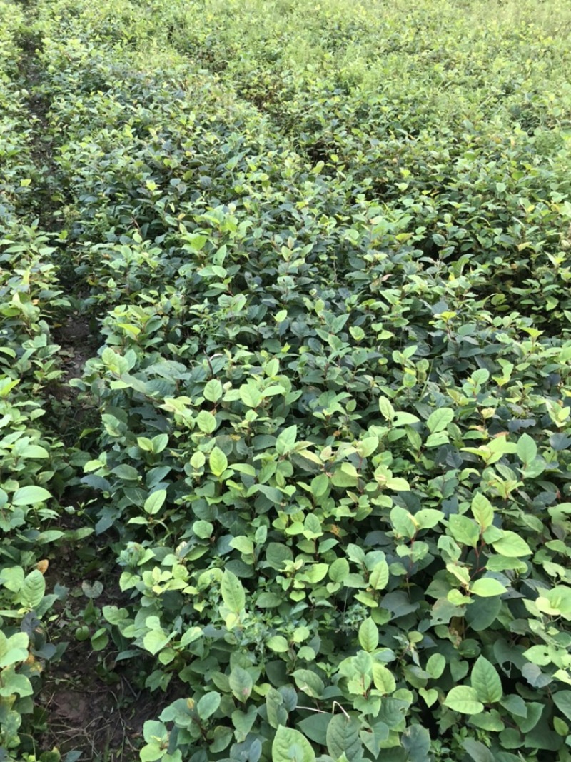 高产优质驯化虎杖苗（学名酸汤杆，花斑竹），成活率保证。