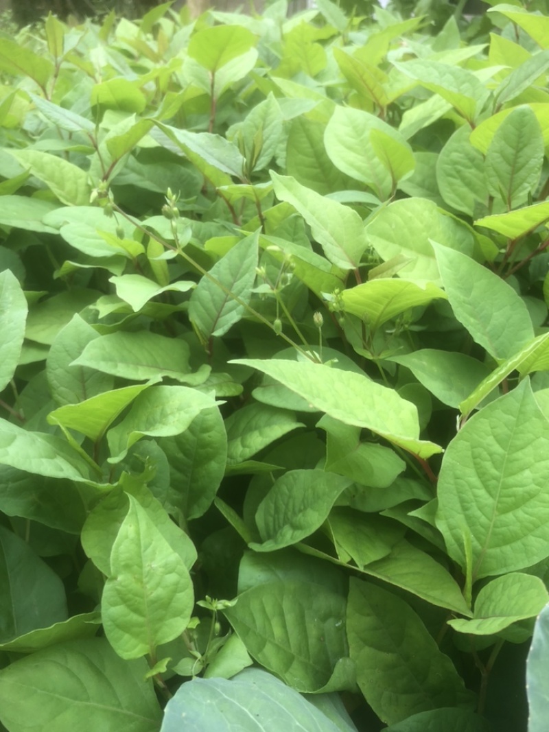 高产优质驯化虎杖苗（学名酸汤杆，花斑竹），成活率保证。