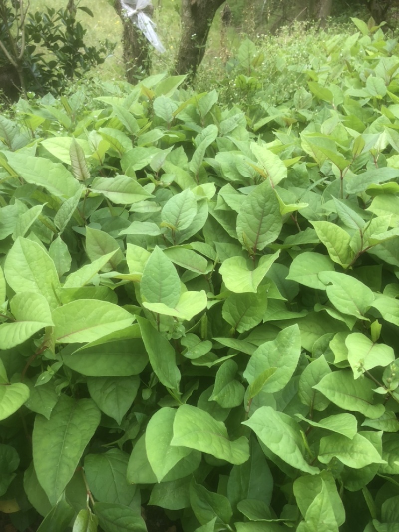 高产优质驯化虎杖苗（学名酸汤杆，花斑竹），成活率保证。