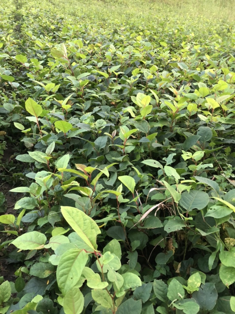 高产优质驯化虎杖苗（学名酸汤杆，花斑竹），成活率保证。