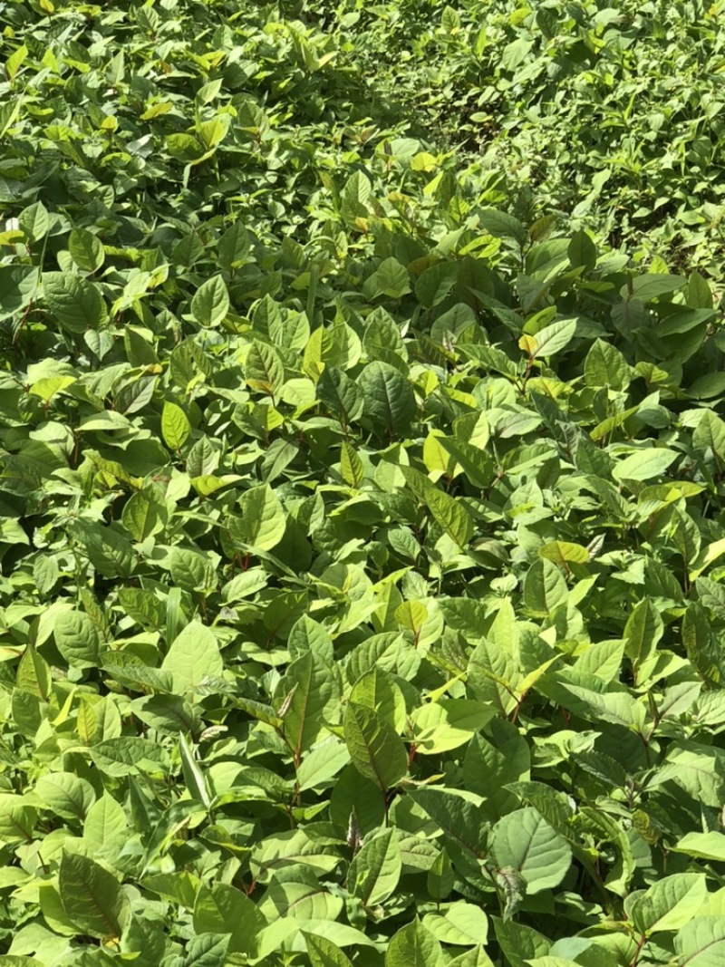 高产优质驯化虎杖苗（学名酸汤杆，花斑竹），成活率保证。