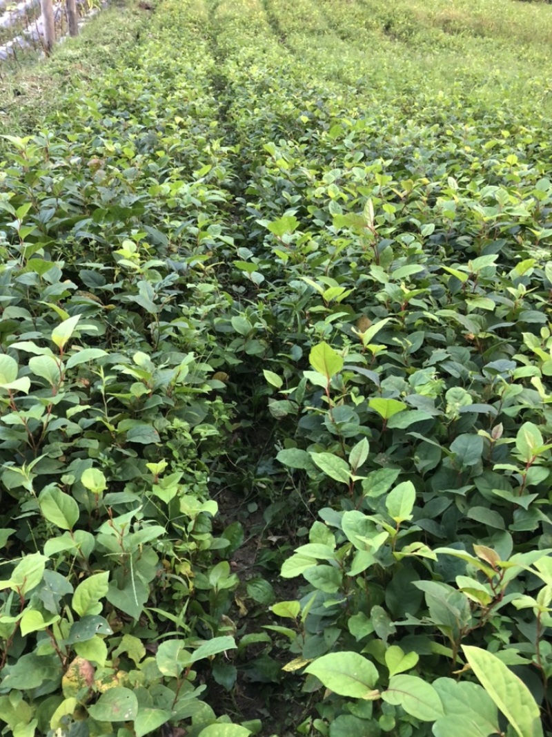 高产优质驯化虎杖苗（学名酸汤杆，花斑竹），成活率保证。