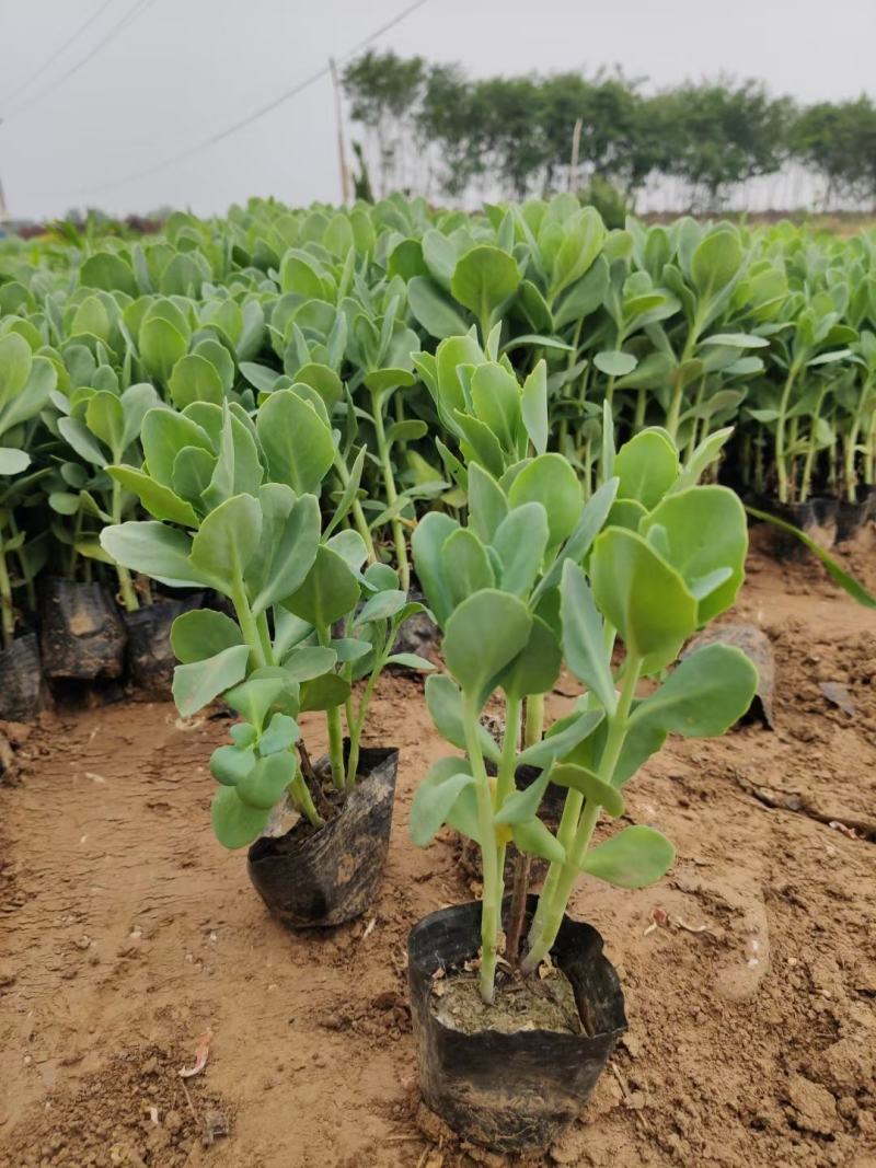 优质三七景天绿化苗子基地直发质量保证
