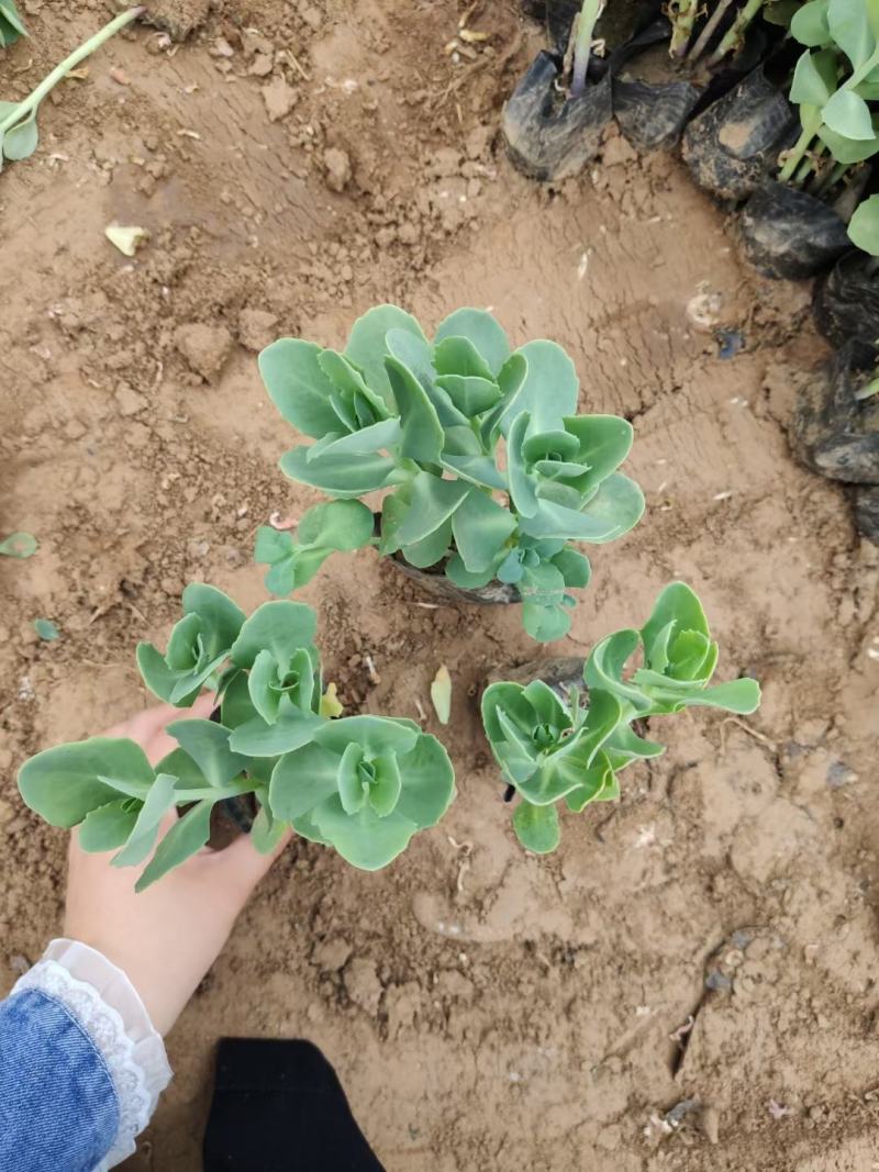 优质三七景天绿化苗子基地直发质量保证