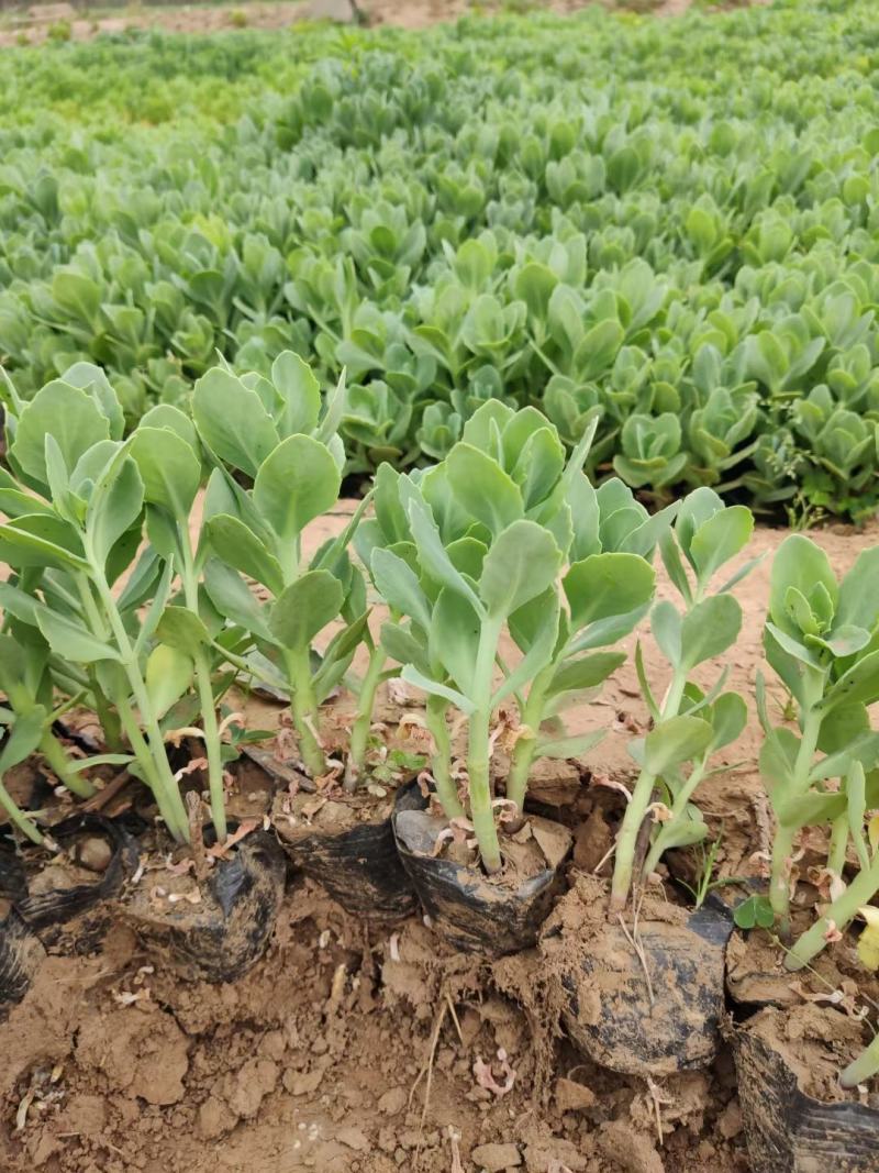 优质三七景天绿化苗子基地直发质量保证