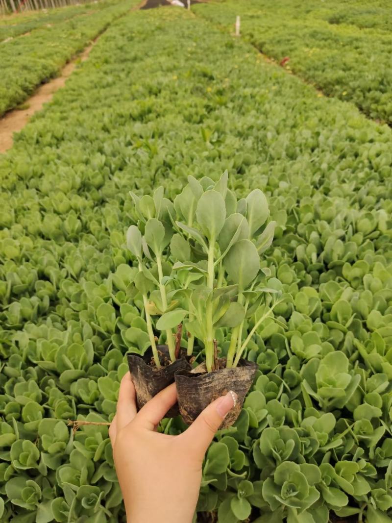 优质三七景天绿化苗子基地直发质量保证