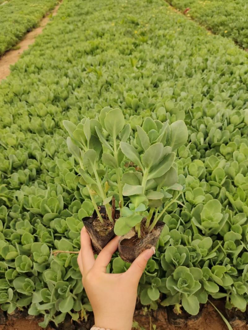 优质三七景天绿化苗子基地直发质量保证