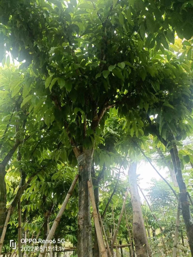 大叶紫薇、各种规格齐全。广东普宁直发、支持视频看过。