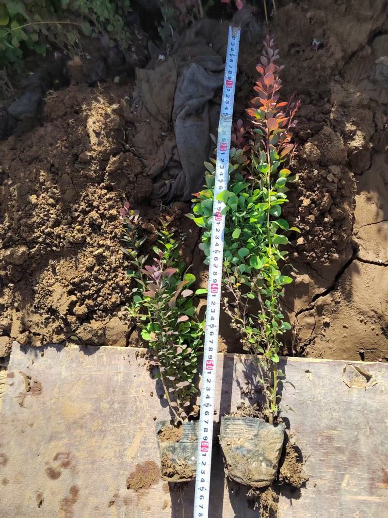 优质红叶小檗红叶小波绿化用苗基地直供质量保证