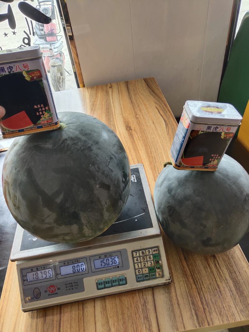 黑虎八号西瓜种子大果型小皮薄高纯度不空心不倒瓤囗感好15